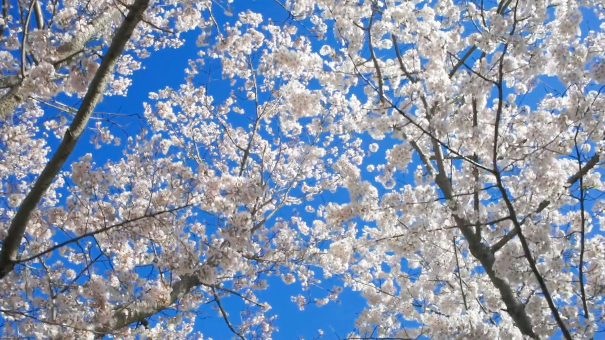 Cherry blossom branches against a clear blue sky, filmed looking up through the canopy.