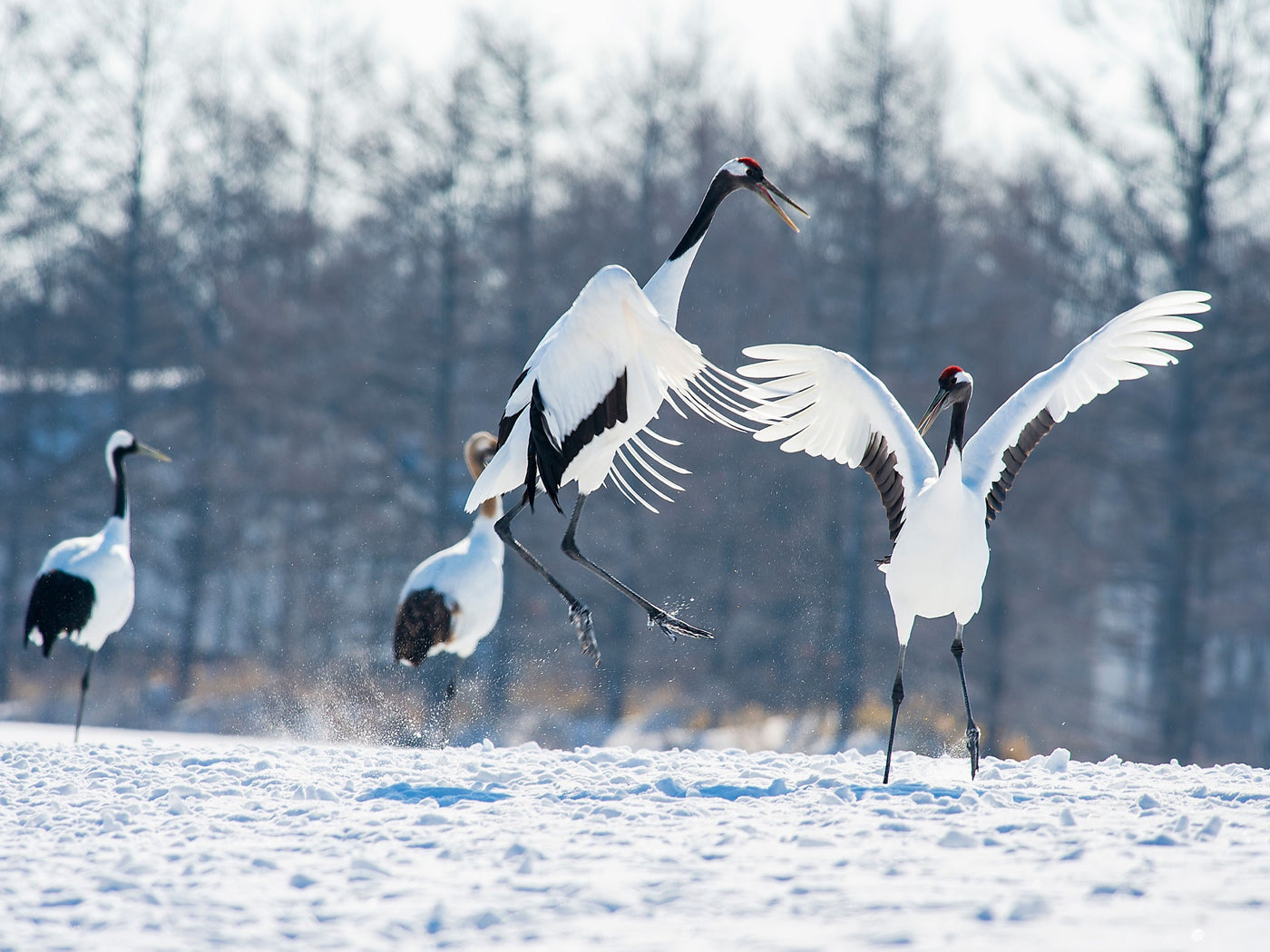 Red-crowned cranes leaping in the snow of eastern Hokkaido