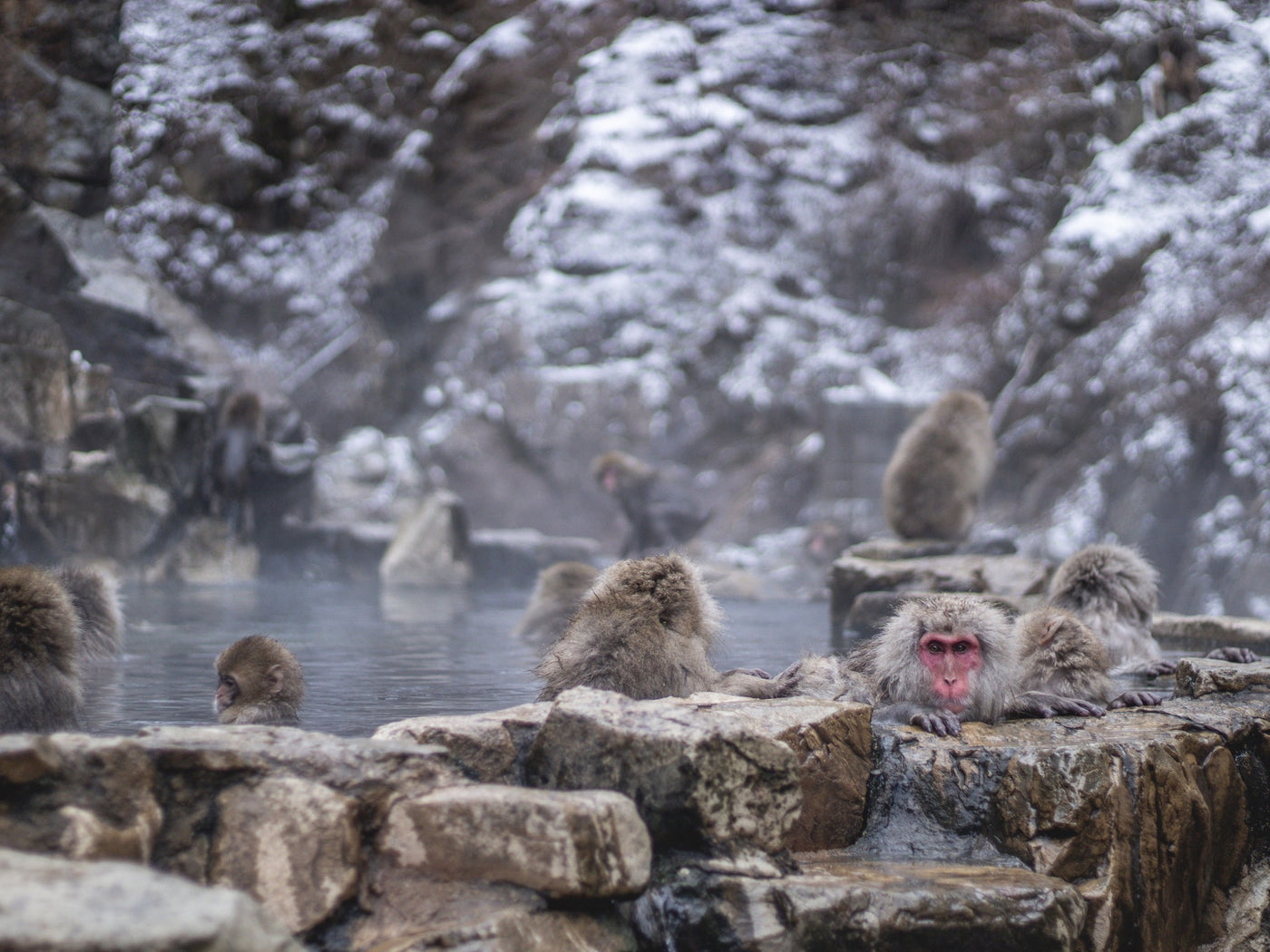 Snow monkeys bathing in a hot spring in the mountains of Nagano