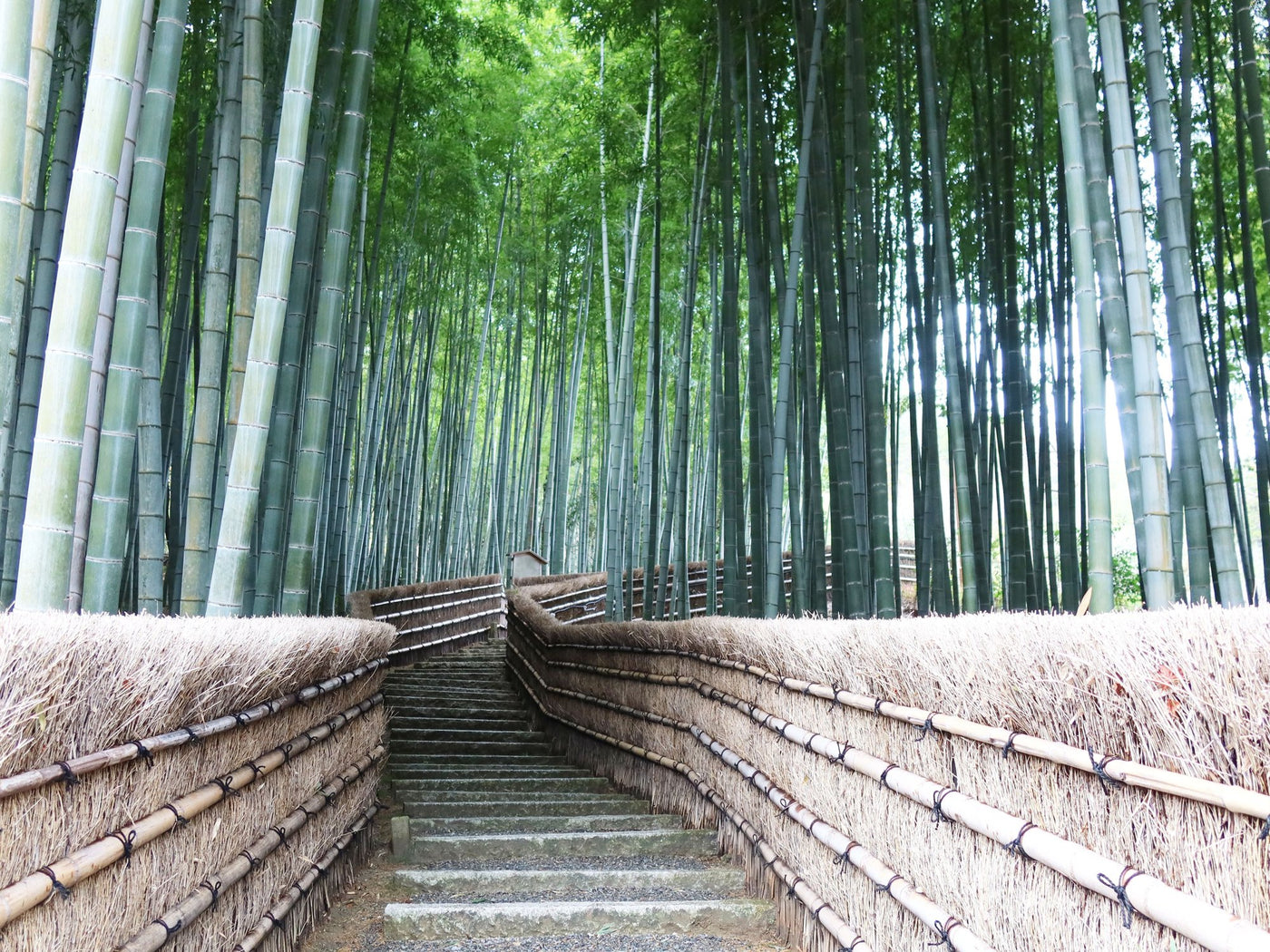 Bamboo grove path in Arashiyama, Kyoto