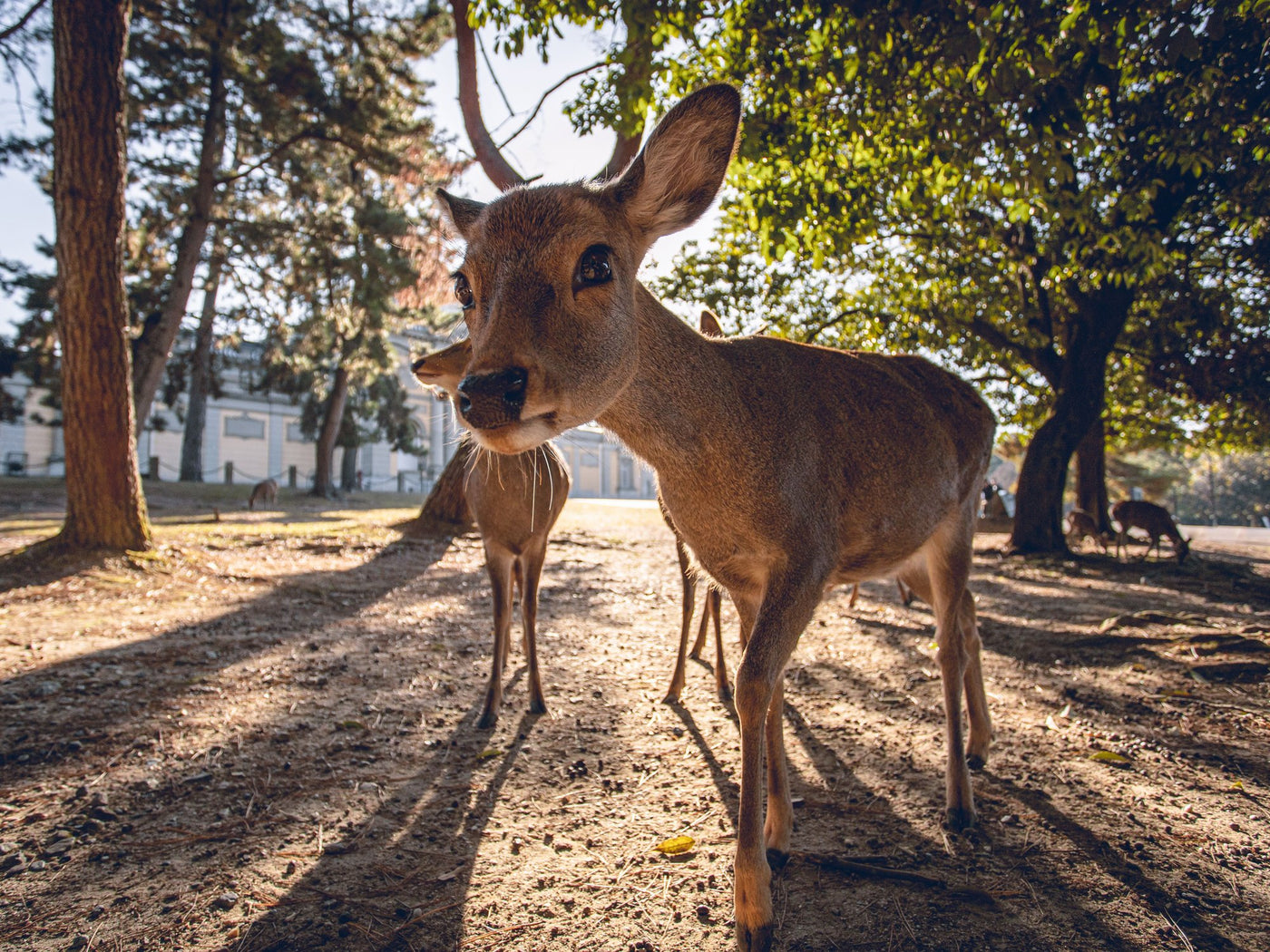Deer standing in warm afternoon light in Nara